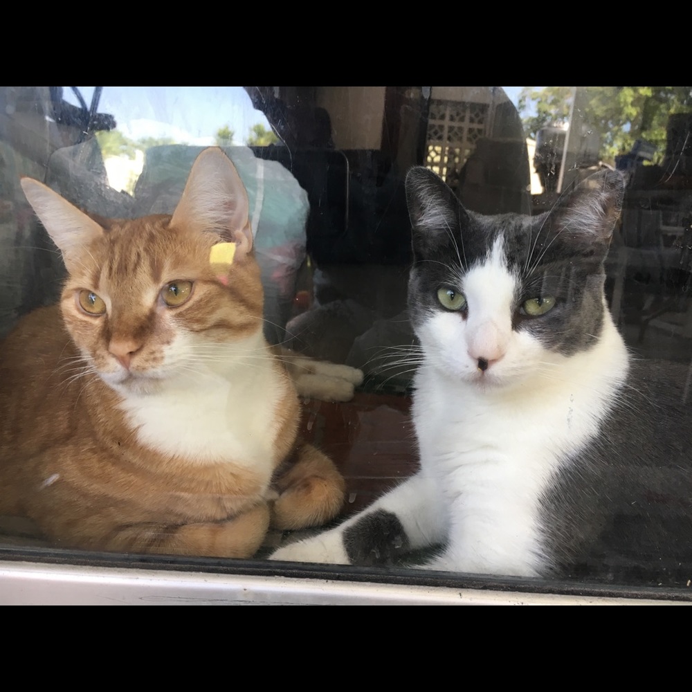 Meet your Posher, Crystal